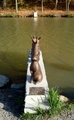 Copy of Rabbit crossing söderköpingssidan.jpg