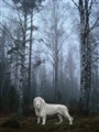 Skogstiger.jpg